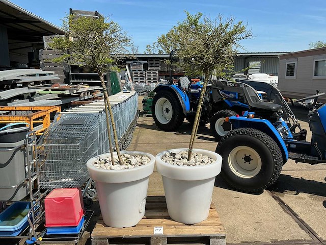 Lichtgevende bloempot met boom (2x) - afbeelding 1 van  2