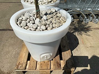 Lichtgevende bloempot met boom (2x) - afbeelding 2 van  2
