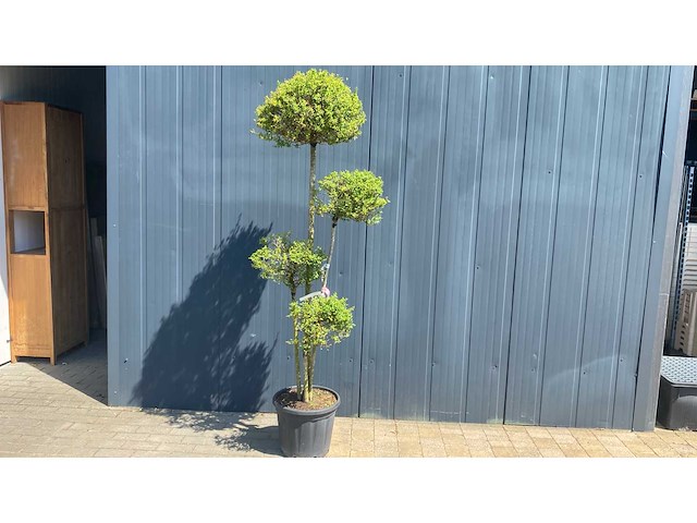 Ligistrum delav ‘jonandrum’ vaste plant - afbeelding 1 van  2