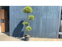 Ligistrum delav ‘jonandrum’ vaste plant - afbeelding 1 van  2