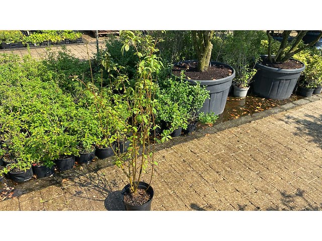 Ligistrum vaste plant (12x) - afbeelding 1 van  1