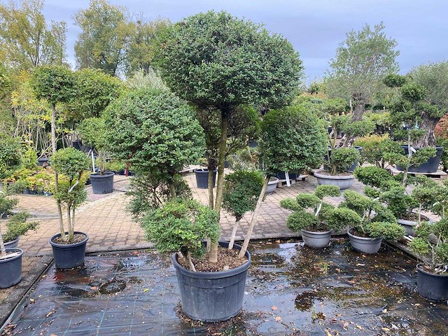 Ligustrum - sierboom - afbeelding 2 van  3