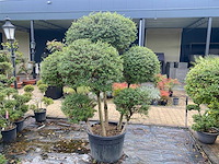 Ligustrum - sierboom - afbeelding 3 van  3