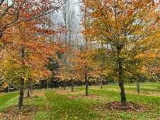 Liquidatie overstock bomen