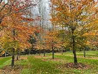 Liquidatie overstock bomen