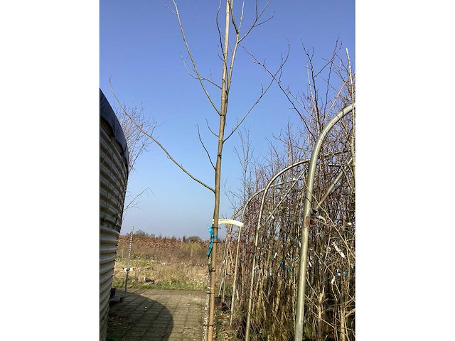 Liriodendron tulipifera (4x) - afbeelding 2 van  2