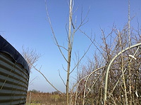 Liriodendron tulipifera (4x) - afbeelding 1 van  2