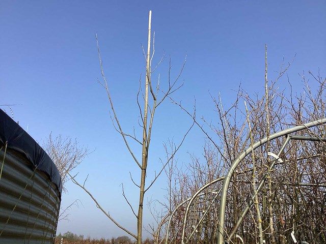 Liriodendron tulipifera - afbeelding 1 van  2