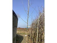 Liriodendron tulipifera - afbeelding 2 van  2