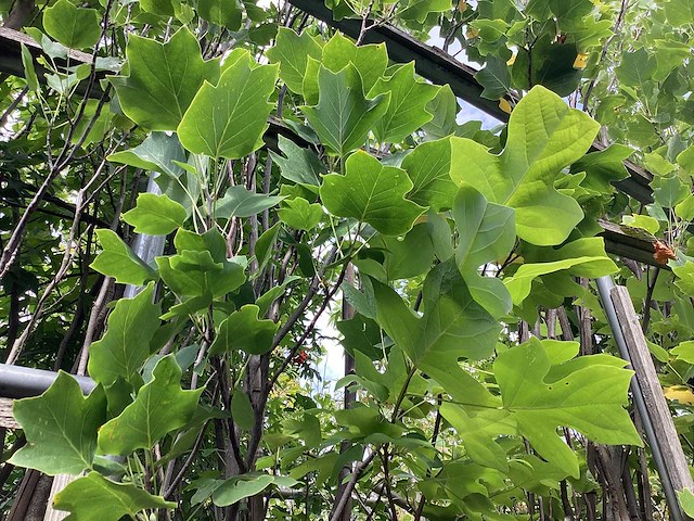 Liriodendron tulipifera - afbeelding 2 van  2