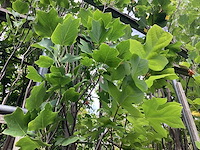 Liriodendron tulipifera - afbeelding 2 van  2