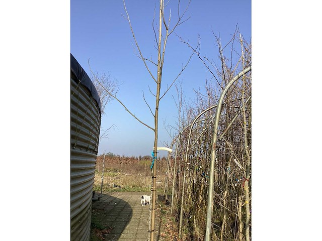Liriodendron tulipifera - afbeelding 2 van  4