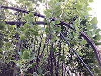 Liriodendron tulipifera - afbeelding 3 van  4