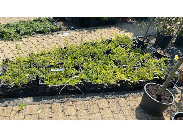 Lonicera maygrun vaste plant (100x) - afbeelding 1 van  1