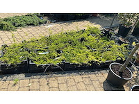 Lonicera maygrun vaste plant (100x) - afbeelding 1 van  1