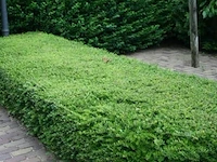 Lonicera nitida "maigruen", 24 stuks - afbeelding 2 van  2