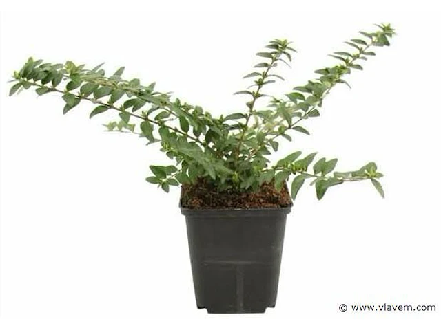 Lonicera nitida "maigruen", 72 stuks - afbeelding 1 van  2