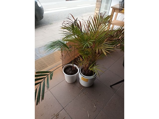 Lot 1 - kamerplant in pot. 2 stuks - afbeelding 1 van  3