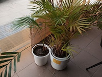 Lot 1 - kamerplant in pot. 2 stuks