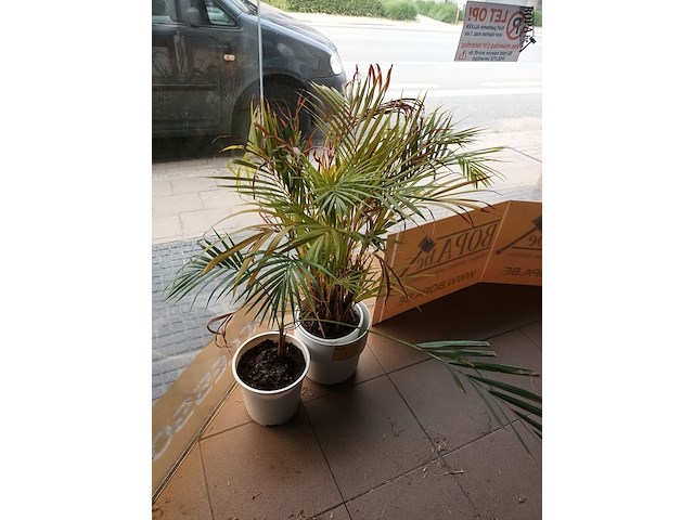 Lot 1 - kamerplant in pot. 2 stuks - afbeelding 2 van  3