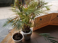 Lot 1 - kamerplant in pot. 2 stuks - afbeelding 2 van  3
