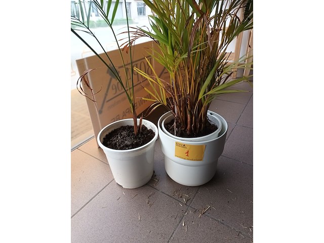 Lot 1 - kamerplant in pot. 2 stuks - afbeelding 3 van  3