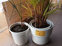 Lot 1 - kamerplant in pot. 2 stuks - afbeelding 3 van  3