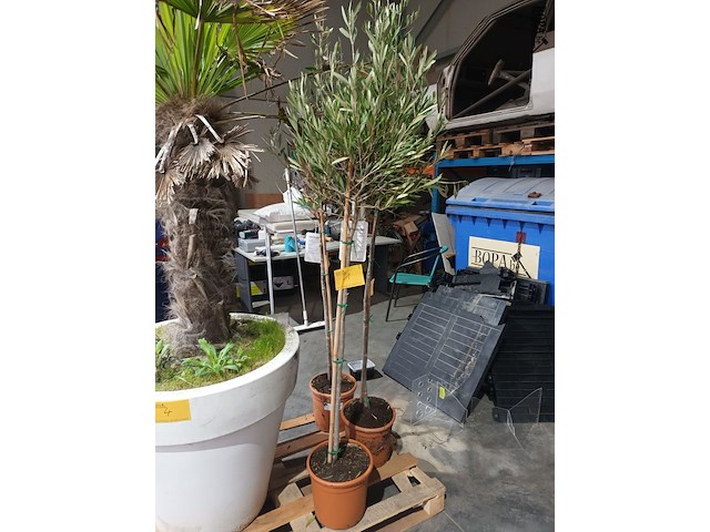 Lot 1 - olijfboom in pot - afbeelding 1 van  3