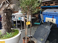 Lot 1 - olijfboom in pot