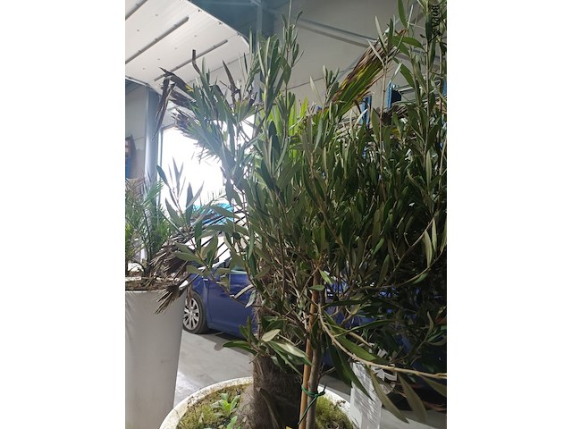 Lot 1 - olijfboom in pot - afbeelding 2 van  3