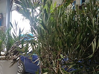Lot 1 - olijfboom in pot - afbeelding 2 van  3