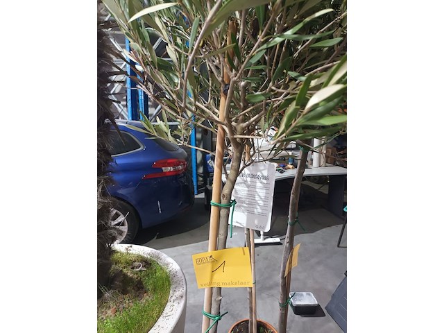 Lot 1 - olijfboom in pot - afbeelding 3 van  3