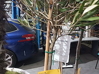 Lot 1 - olijfboom in pot - afbeelding 3 van  3