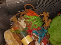 Lot 10 - hamsterkooi - afbeelding 3 van  4