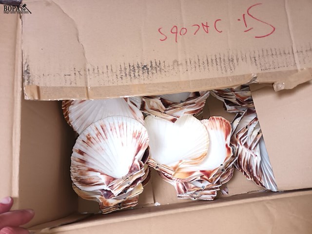 Lot 102 - diverse schaaltjes en potjes. 3 dozen - afbeelding 4 van  5