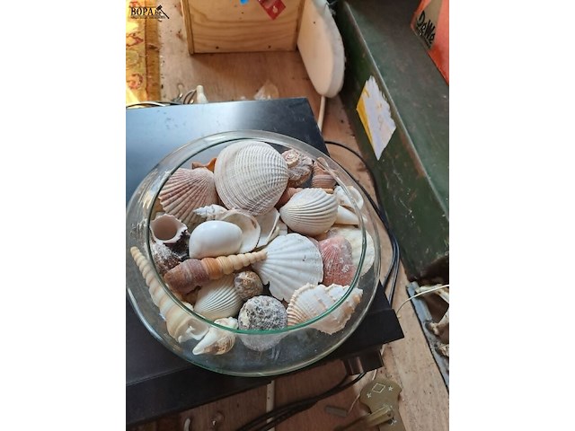 Lot 105 - decoratieve zeebloemen en bokaal schelpen - afbeelding 2 van  5