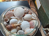 Lot 105 - decoratieve zeebloemen en bokaal schelpen - afbeelding 2 van  5