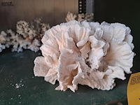 Lot 105 - decoratieve zeebloemen en bokaal schelpen - afbeelding 3 van  5