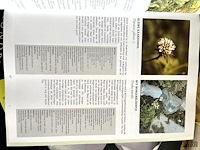Lot 106 - flora van de lage landen 1300 soorten en 1700 afbeeldingen - afbeelding 3 van  7