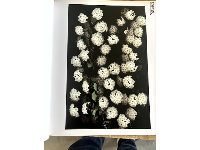 Lot 108 - one hundred flowers by harold feinstein - afbeelding 2 van  6