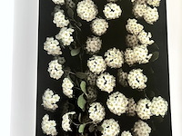Lot 108 - one hundred flowers by harold feinstein - afbeelding 2 van  6