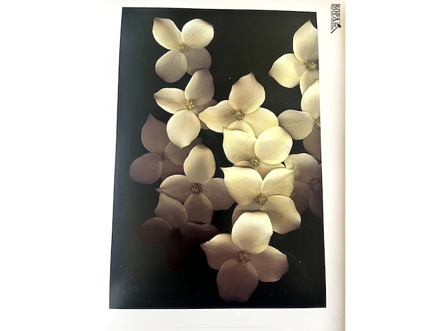Lot 108 - one hundred flowers by harold feinstein - afbeelding 3 van  6