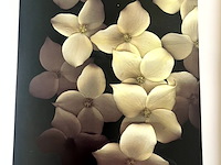 Lot 108 - one hundred flowers by harold feinstein - afbeelding 3 van  6