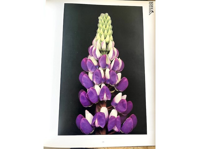 Lot 108 - one hundred flowers by harold feinstein - afbeelding 4 van  6
