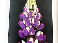 Lot 108 - one hundred flowers by harold feinstein - afbeelding 4 van  6