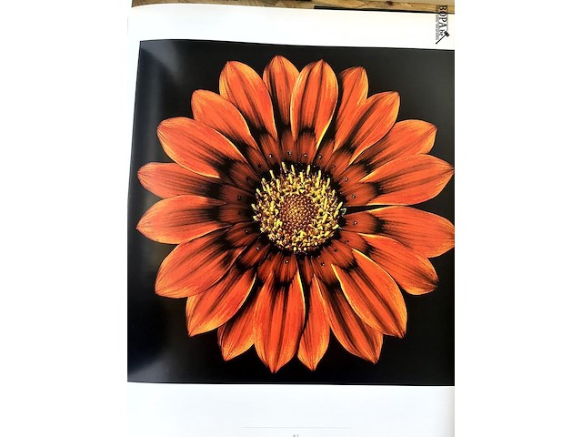 Lot 108 - one hundred flowers by harold feinstein - afbeelding 5 van  6