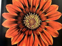 Lot 108 - one hundred flowers by harold feinstein - afbeelding 5 van  6