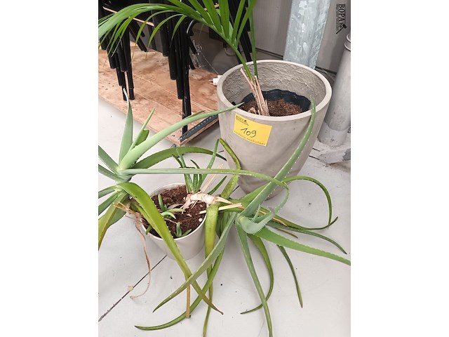 Lot 109 - kamerplant in pot. 2 stuks - afbeelding 1 van  5