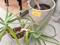 Lot 109 - kamerplant in pot. 2 stuks - afbeelding 1 van  5
