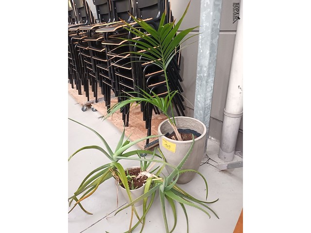 Lot 109 - kamerplant in pot. 2 stuks - afbeelding 2 van  5